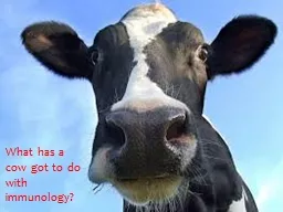 What has a cow got to do with immunology?