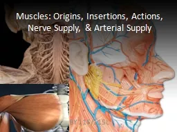 Muscles: Origins, Insertions, Actions, Nerve Supply, &