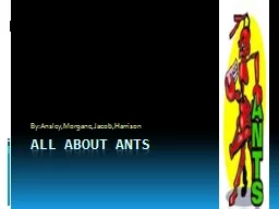 All About Ants