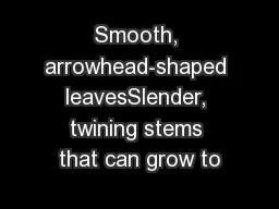 Smooth, arrowhead-shaped leavesSlender, twining stems that can grow to