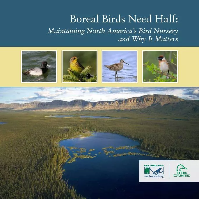 Maintaining North America’s Bird Nursery