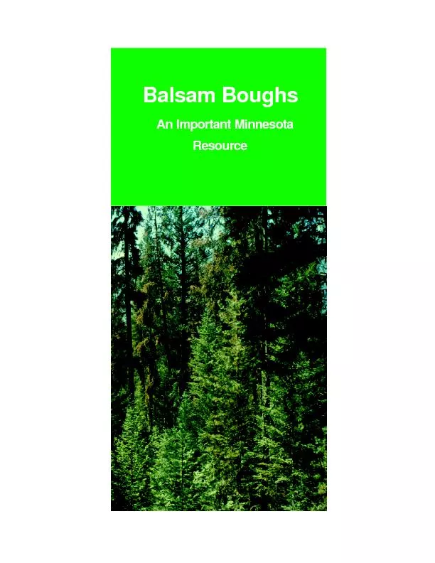Balsam BoughsAn Important MinnesotaResource