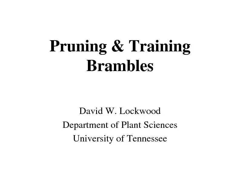 Pruning & Training BramblesDavid W. LockwoodDepartment of Plant Scienc