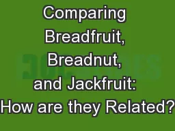 Comparing Breadfruit, Breadnut, and Jackfruit: How are they Related?