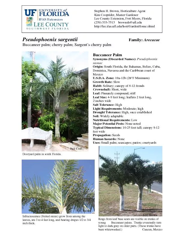 Buccaneer palm, Pseudophoenix sargentii, is an endangered Florida nati