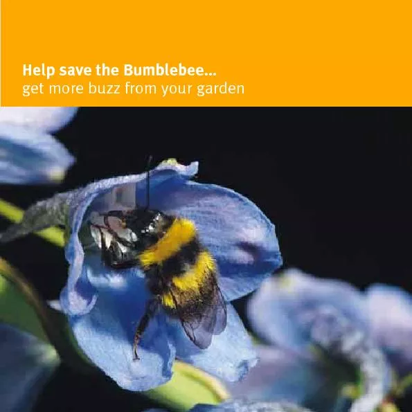 Help save the Bumblebee...get more buzz from your garden