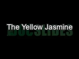 The Yellow Jasmine