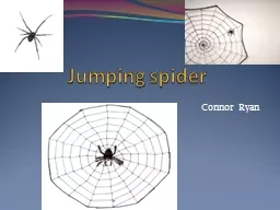 Jumping spider
