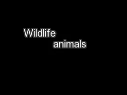 Wildlife                    animals