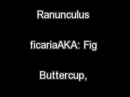 Lesser celandine Ranunculus ficariaAKA: Fig Buttercup, Pilewort
...