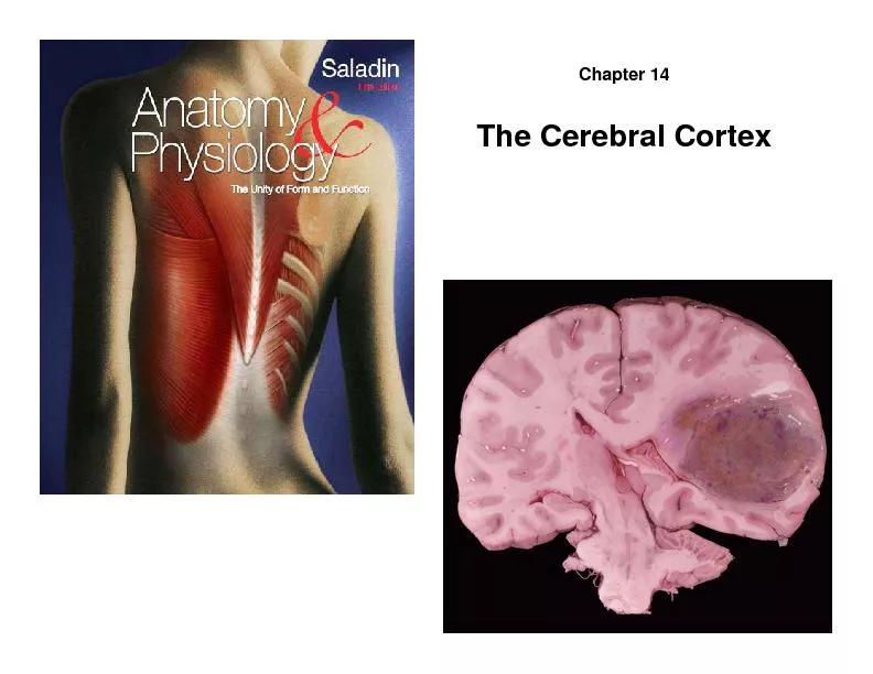 Chapter 14The Cerebral Cortex