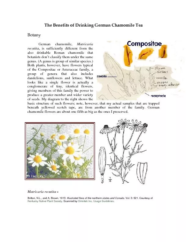 German chamomile,Matricaria, is sufficiently different from the also d