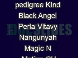 Rodokmen  pedigree Kind Black Angel Perla Vltavy Nangunyah Magic N Motion CH