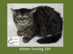 Kitten Taming 101