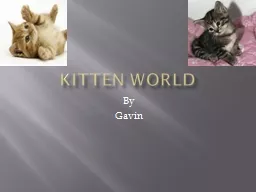 Kitten World