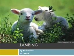 Lambing