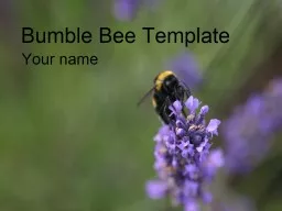 Bumble Bee Template