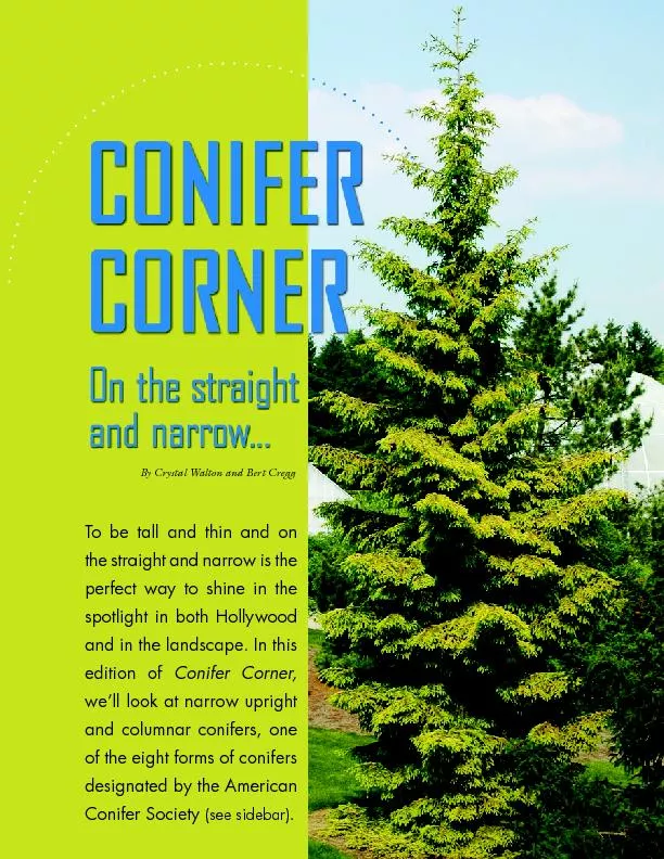 Conifer corner on the straight and narrow