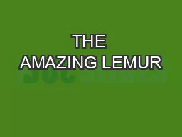 THE AMAZING LEMUR