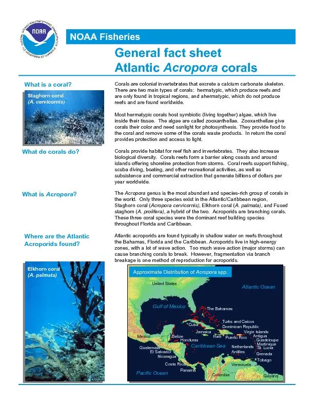 General fact sheet Atlantic Acropora corals