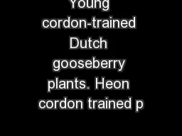 Young cordon-trained Dutch gooseberry plants. Heon cordon trained p