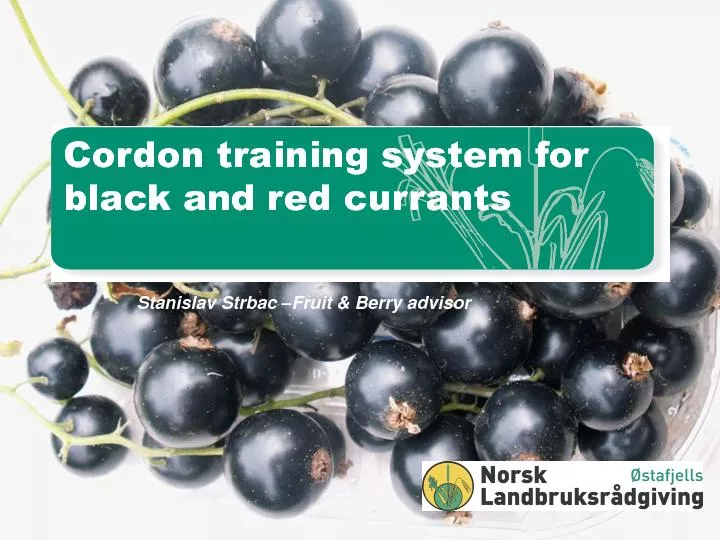 Cordon training system for black and red currants