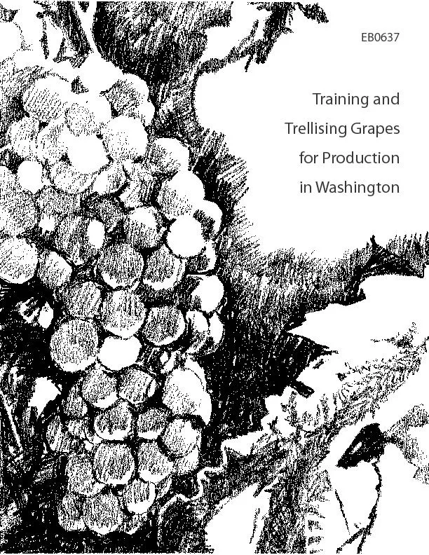 Training and trellising grapes for production in washington
