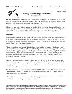 Training table grape vineyards