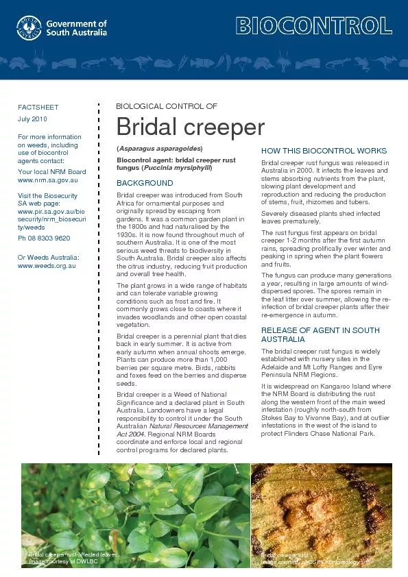 Biological control of bridal creeper