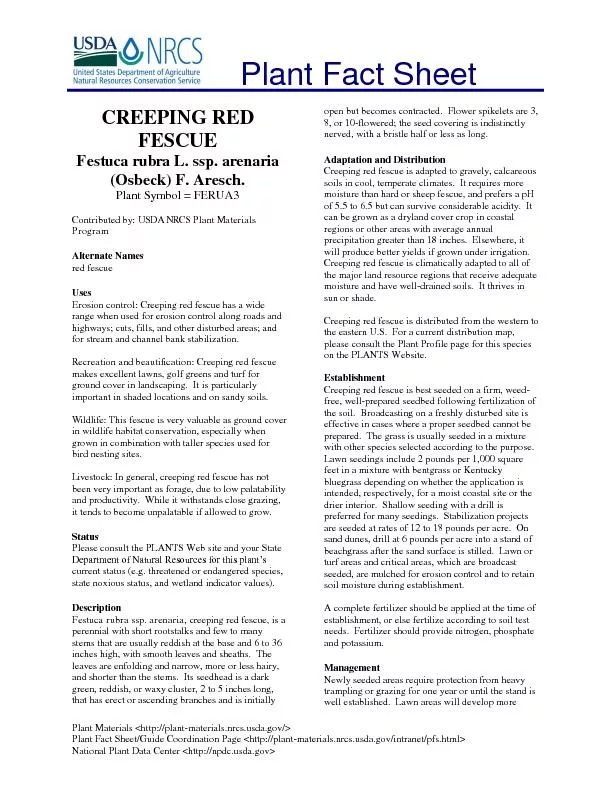 Creeping red fescue