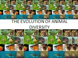 THE EVOLUTION OF ANIMAL DIVERSITY