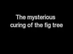 The mysterious curing of the fig tree