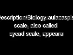 Description/Biology:aulacaspis scale, also called cycad scale, appeara
