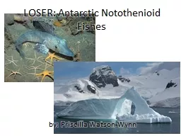 LOSER: Antarctic