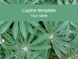 Lupins template