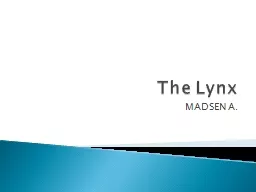 The Lynx