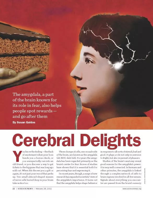 Cerebral delights