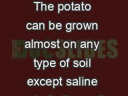 Potato Soil  Clim ate Soil The potato can be grown almost on any type of soil except saline