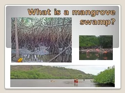 What is a mangrove swamp?