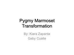Pygmy Marmoset Transformation