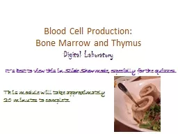 Blood Cell Production: Bone Marrow and Thymus