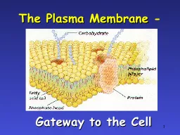 1 The Plasma Membrane