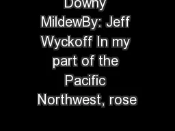 Downy MildewBy: Jeff Wyckoff In my part of the Pacific Northwest, rose