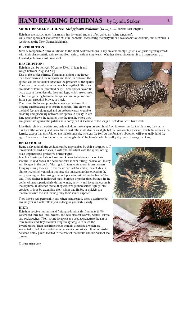 SHORT-BEAKED ECHIDNA: Tachyglossus means 'fast tongue') Echidnas are m