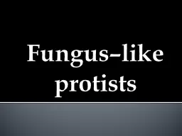 Fungus–like protists