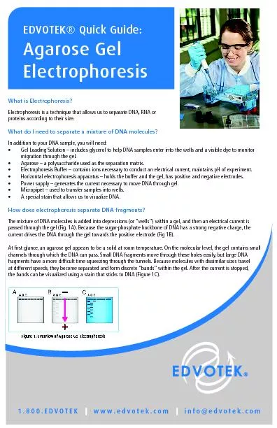 What is Electrophoresis?Electrophoresis is a technique that allows us