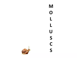PPT-M O L thumbnail