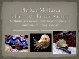 Mollusks are second only to arthropods in numbers of living