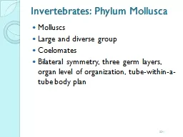 Invertebrates: Phylum