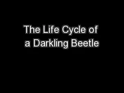 The Life Cycle of a Darkling Beetle